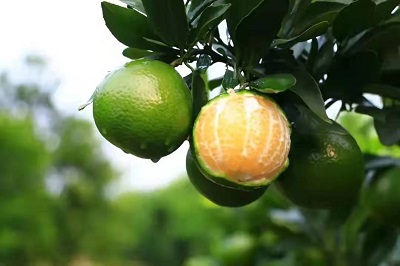 華逸府聯(lián)手德慶皇帝柑，為您帶來入冬的第一口甜~~